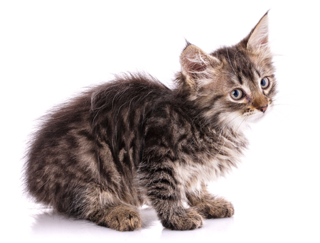 Homeless kitten with tassels on ears. Isolated on a white background.の写真素材