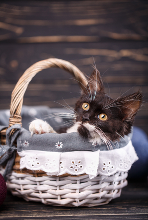 A kitten in a basket looks up. A playful cat. On a black backgroundの写真素材