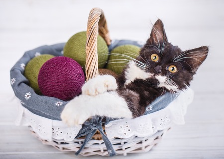 A playful, fluffy kitten in a basket with balls. The cat looks at the camera. Isolated on a white backgroundの写真素材