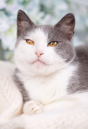 Cat lying posture paw forward. Playful furry cat. White and gray kitsa.の写真素材