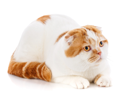 Lovable scottish fold cat on white. Domestic catの写真素材