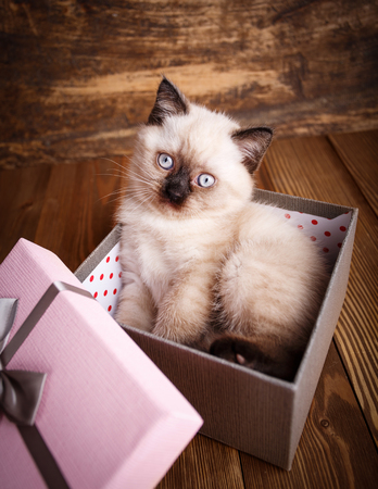 Scottish straight cat cream color. Background with kitten ready for your design. Purebred Kittens at the photo studio. The kitten lies in the gift box. The cat look at the cameraの写真素材