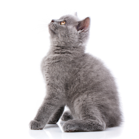 Scottish straight kitten. Gray cat sits sideways and looking up. Isolated on a white backgroundの写真素材