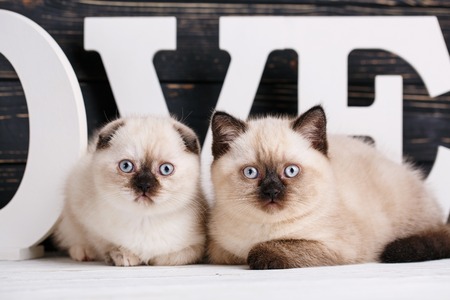 Scottish straight and scottish fold kittens. Making a postcard for a lovers day. Cats lying in front of letters on a dark background. The cats look at the cameraの写真素材