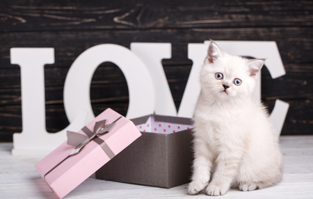 Scottish straight cat cream color. Background with kitten ready for your design. The cat sits in front of the letters on a dark background. A playful kitty near the boxの写真素材