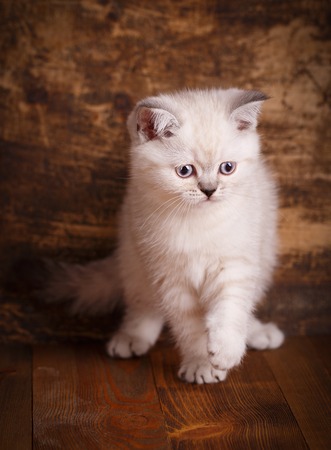 Scottish straight cat cream color. Concept of a leaflet for pet products. A playful kitten on a wooden background. Fluffy kitten is playingの写真素材