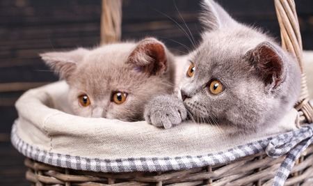 Scottish straight kittens. Two playful kittens in the basket. Kittens are hiding in a basket. Kitten put his head on the edge of the basket. On a black backgroundの写真素材