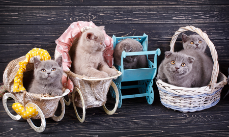 Scottish straight and scottish fold kittens. Funny kitten with decorations. Professional photography purebred kittens. On a black backgroundの写真素材