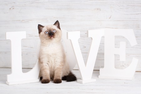 Concept of a leaflet for pet products. A cat sits in place of the letter O in the word LOVEの写真素材
