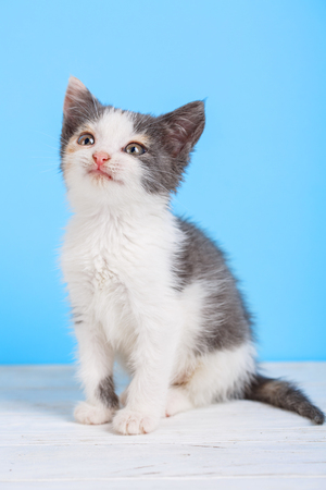 A white and gray cat is sitting on a white tableの写真素材