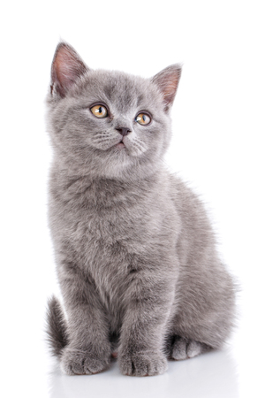 Scottish straight kitten. Funny furry kitten carefully watching. The cat looks right. A cat with furry mustache is isolated on a white backgroundの写真素材