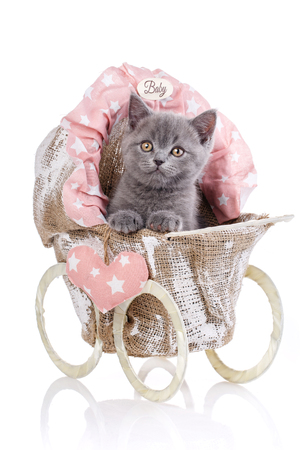 Gray kitten on photo studio. A funny, fluffy kitten listens attentively. Purebred kitten at the photo studio. Cats with decorations. Isolated on a white background.の写真素材