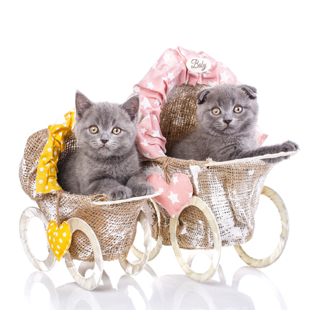 Scottish straight and scottish fold kittens. Two kittens in the strollers look at the camera. A cats with furry mustache is isolated on a white background. Cats with decorationsの写真素材