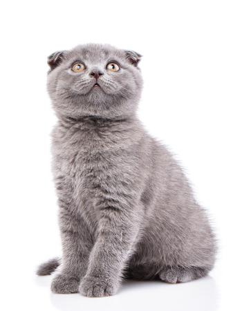 Scottish fold kitten. Gray cat sits sideways and looking up. Gray fluffy kitten on a white backgroundの写真素材