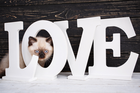 Scottish straight cat cream color. As an element of the design of the showcase. The word is LOVE on a black backgroundの写真素材