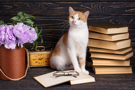 Pussy on the bookshelf. A kitten sits in front of an open book and looks to the left. education and wisdom concept.の写真素材