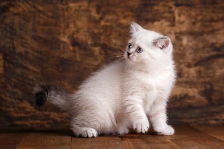Scottish straight cat cream color. As a design element gift wrapping. Fluffy kitten is playing. The cat sits sideways and looks backの写真素材