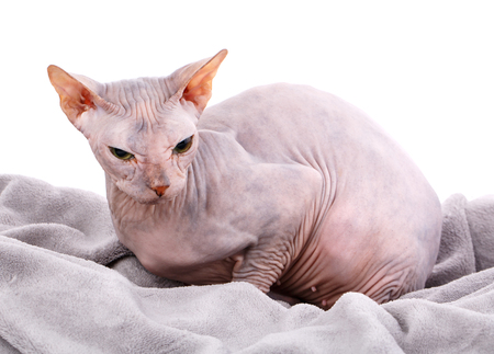 Sphynx hairless cat posing in studio on a white backgroundの写真素材
