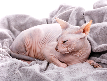 Animal, cat and sphinx concept - bald sphinx cat on white, turned his back to the camera. looking at the camera.の写真素材
