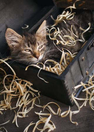 A playful kitten in the box. A little fluffy kitten in the boxの写真素材