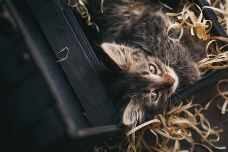 A striped cat in a box of sawdust. Top viewの写真素材