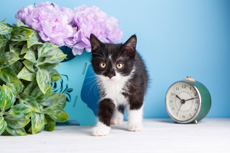 Kitten standing near the side of the box with flowers. Interested kitten looks at the photographer. A blue basket with flowers on a white tableの写真素材