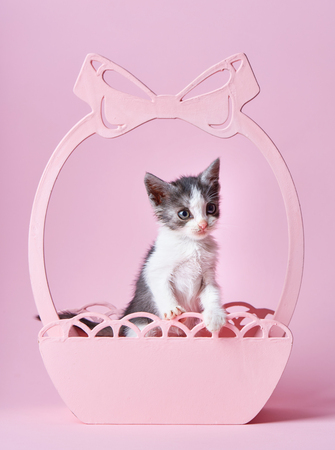 A funny kitten visiting a photographer. Little fluffy kitten at the studioの写真素材