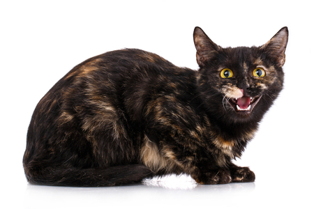 The cat sits sideways and opens his mouth as if talking. The cat is isolated on a white background. Valentine's dayの写真素材