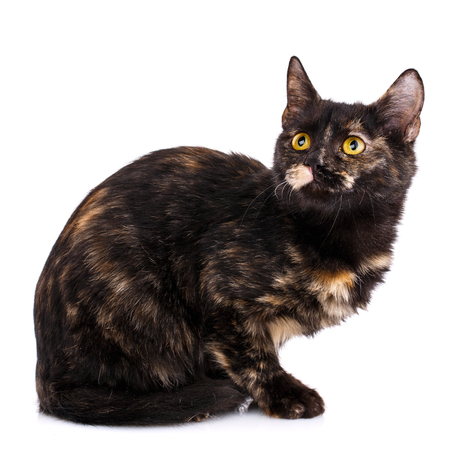 A playful, fluffy kitten looking up. The cat is isolated on a white background. Concept promotional flyerの写真素材