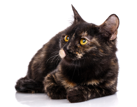 The cat is lying on a white background and looks to the left . The cat is isolated on a white background. As package design element for cat foodの写真素材
