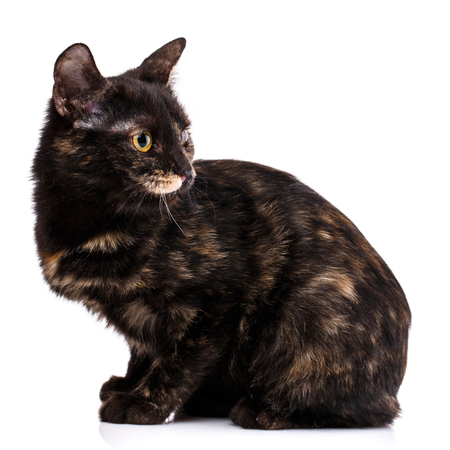 The kitten is seated by turning his head back. A playful kitten on a white background. Poster for hotels for animalsの写真素材