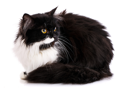 The kitten is seated by turning his head back. The cat is isolated on a white background. Valentine's dayの写真素材