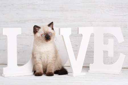 Scottish straight cat cream color. Making a postcard for a lovers day. Funny kitten with black nose looking rightの写真素材