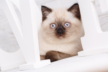 Scottish straight cat cream color. As a design element gift wrapping. The pussy hid behind the letters. Kitten looks through lettersの写真素材