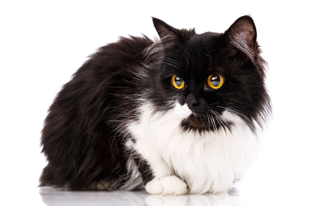 Fluffy cat looks to the left. The cat is isolated on a white background. Poster for pet stores. As New Year's postcard design elementの写真素材