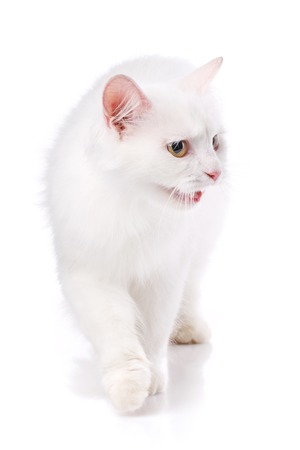 A white cat goes toward the camera by turning his head to the side. Isolated on a white backgroundの写真素材