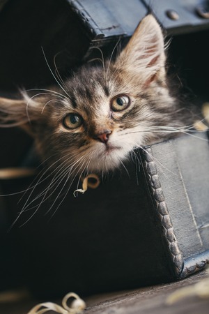 A striped gray kitten pulled her head out of the chestの写真素材