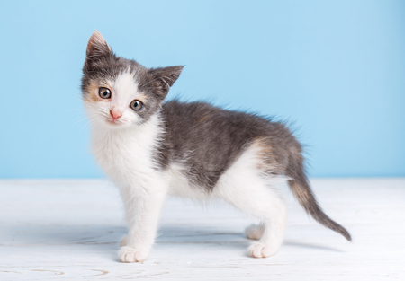 A fluffy, white-gray kitten walking around the table, right to the left. Fluffy white and gray kitten on a white table on a blue backgroundの写真素材