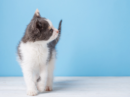 A kitten goes to the camera and looks to the left. A little cat walking on a white table. On a blue backgroundの写真素材