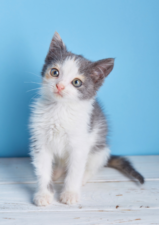Little fluffy kitten at the studio. A cute kitten walking around the table on a light blue backgroundの写真素材
