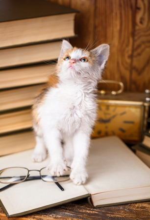 Kitten standing on book and looking up. A white kitten with black and orange patches on a wooden shelfの写真素材