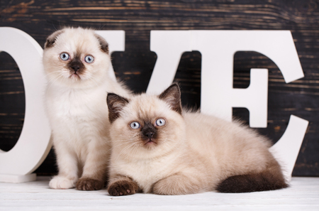 Scottish straight and scottish fold kittens. Making a postcard for a lovers day. Cat lying in front of letters on a dark background. The cats look at the cameraの写真素材