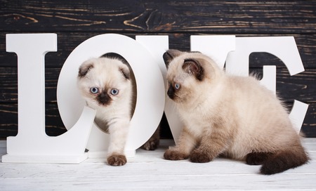 Scottish straight and scottish fold kittens. Background with kittens ready for your design. Kitty goes through the letter. Valentine's Day greeting card.の写真素材