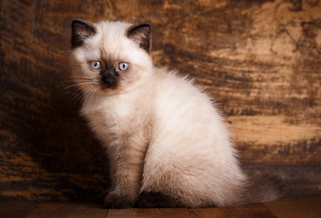 Scottish straight cat cream color. Background with kitten ready for your design. Scottish purebred kittens during a professional shooting. A kitten with a black spout and ears sits on a wooden backgroundの写真素材