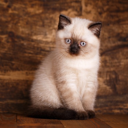 Scottish straight cat cream color. As a design element gift wrapping. Kitty of cream color with black spout and earsの写真素材