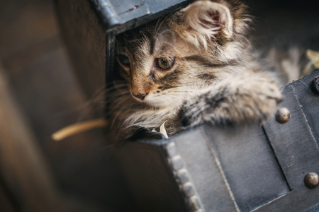 A striped gray kitten pulled her head out of the chestの写真素材