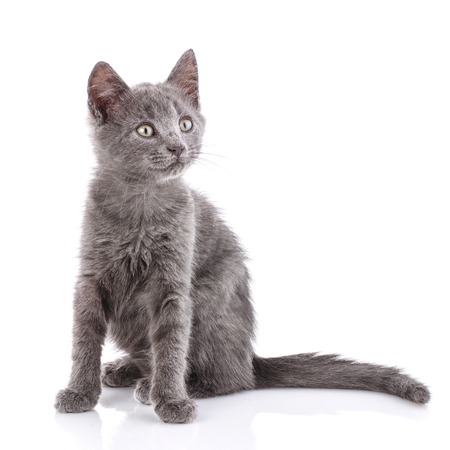 Curious kitten looks to the side. A playful kitten. Isolated on a white background.の写真素材