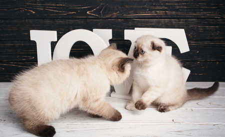 Scottish straight and scottish fold kittens. As a design element gift wrapping. Lovely fluffy kittens on a background word LOVE. Two fluffy, cute kittens on a dark background. Two kittens look at each otherの写真素材