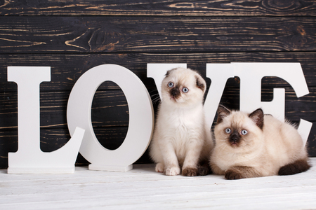 Scottish straight and scottish fold kittens. As an element of the design of the showcase. Scottish purebred kittens during a professional shooting. Two fluffy, cute kittens on a dark backgroundの写真素材
