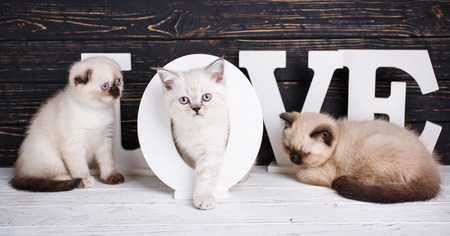 Background with kittens ready for your design. Kitty goes through the letter. Kitty is sleeping. Three purebred kittens on a dark backgroundの写真素材
